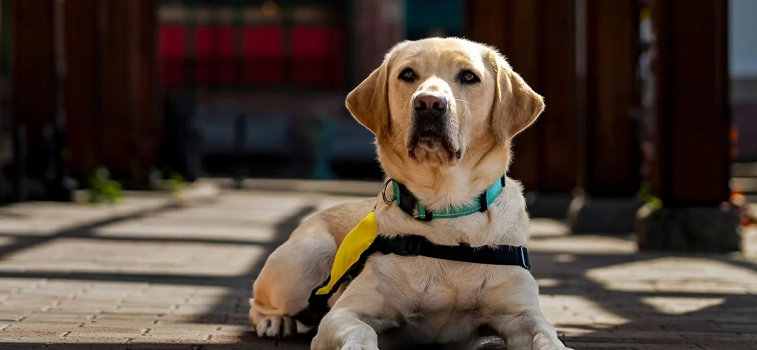 Landon, a yellow Labrador service dog, resting attentively outdoors in his yellow working vest