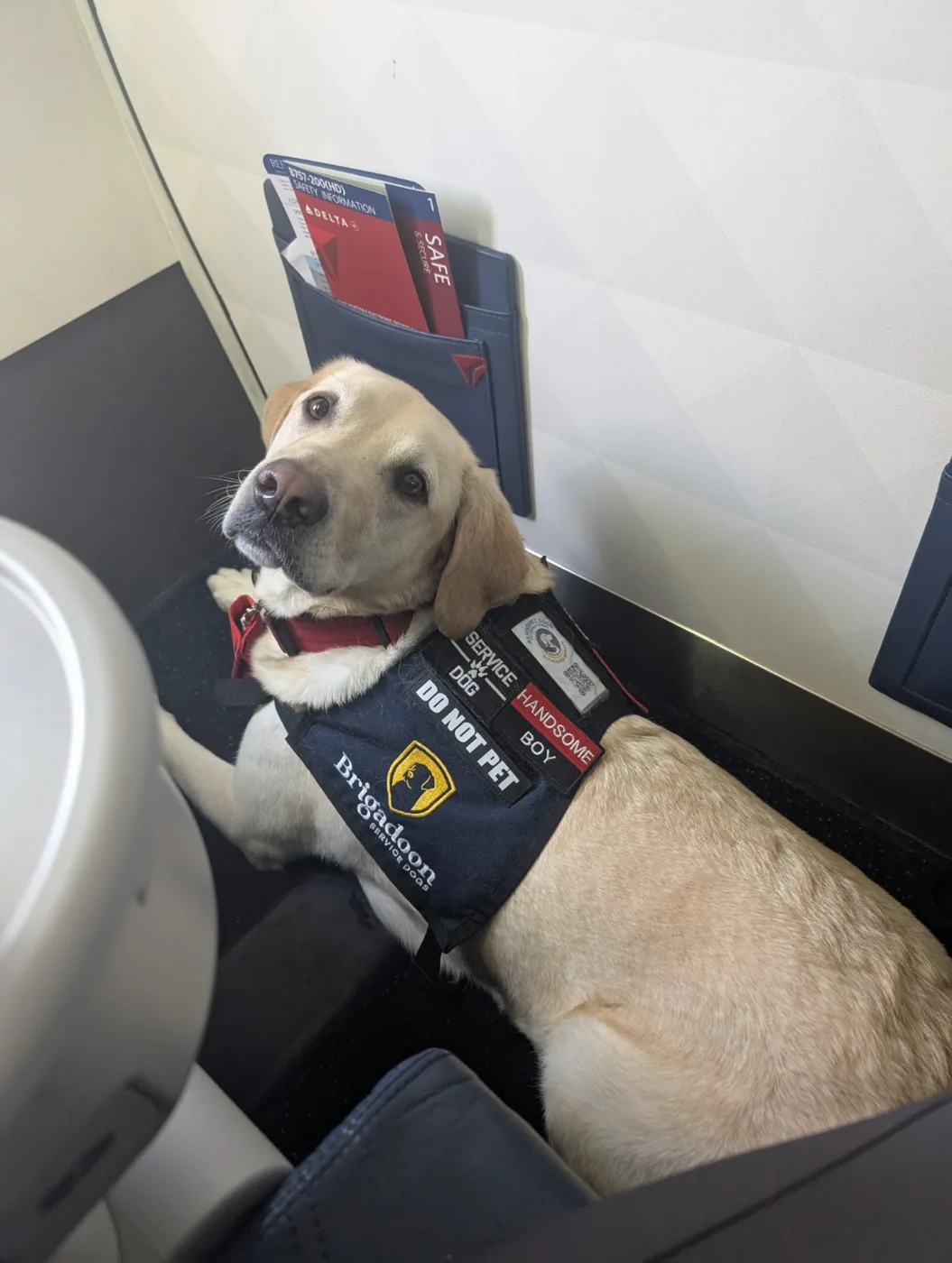 Landon wearing a service-dog vest while resting in an aircraft cabin.